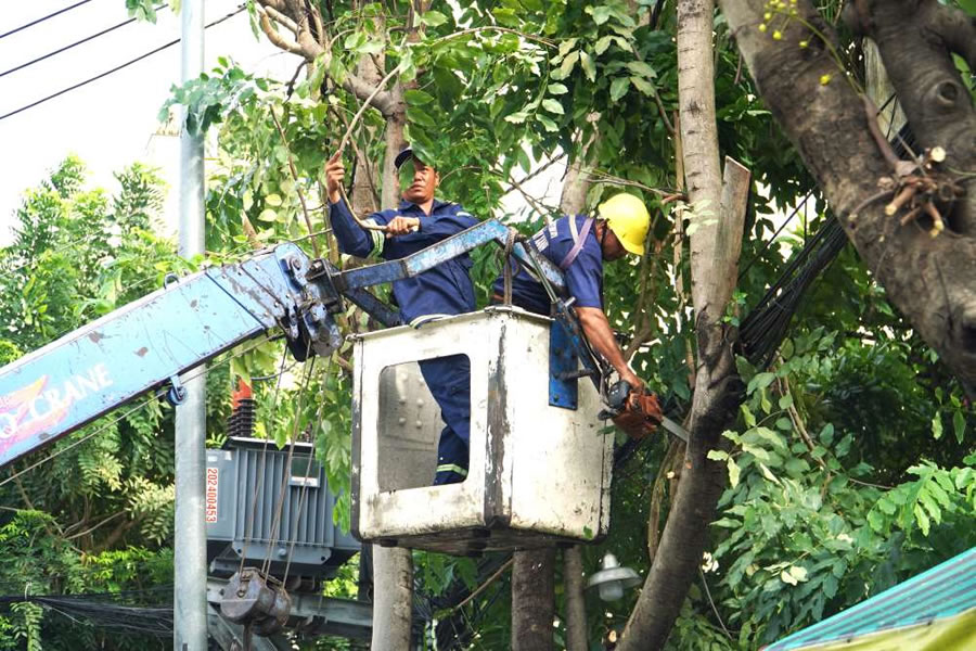 Chặt cây xanh, tỉa cành cây Vinh Nghệ An