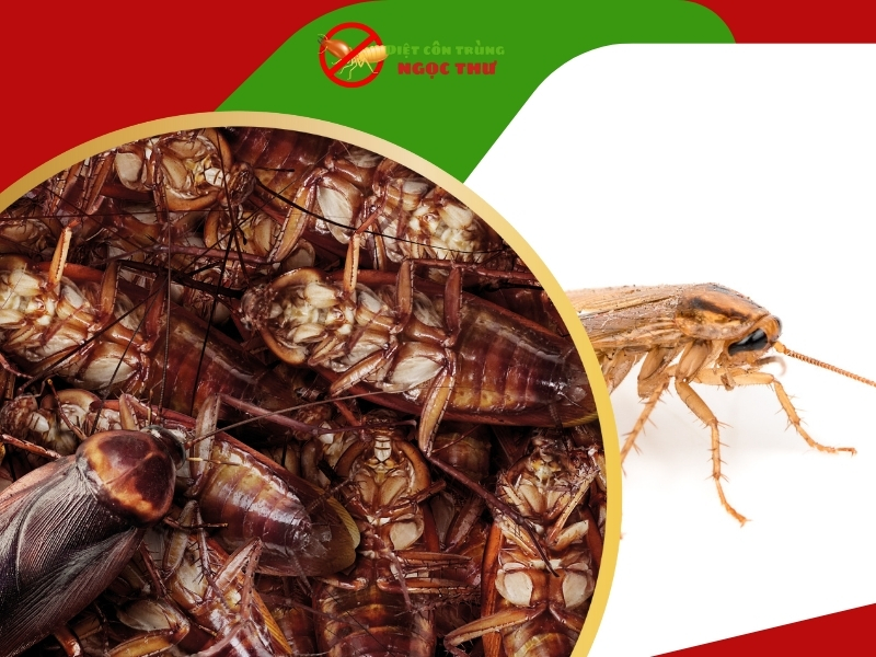 Dịch vụ diệt gi&aacute;n tận gốc Vinh Nghệ An